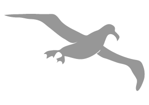 waved-albatross-galapagos