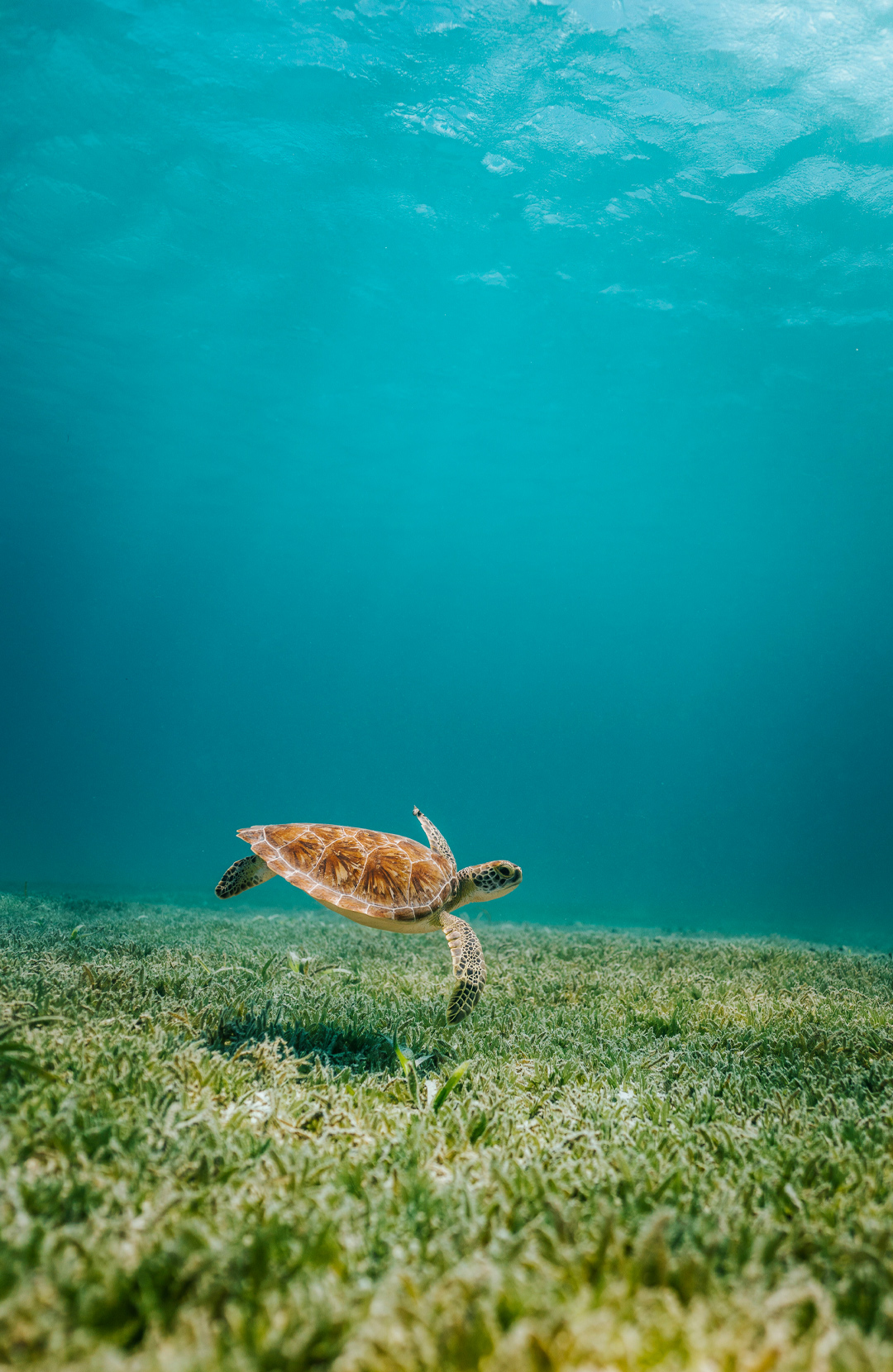 sustainable-galapagos-tribute-yacht